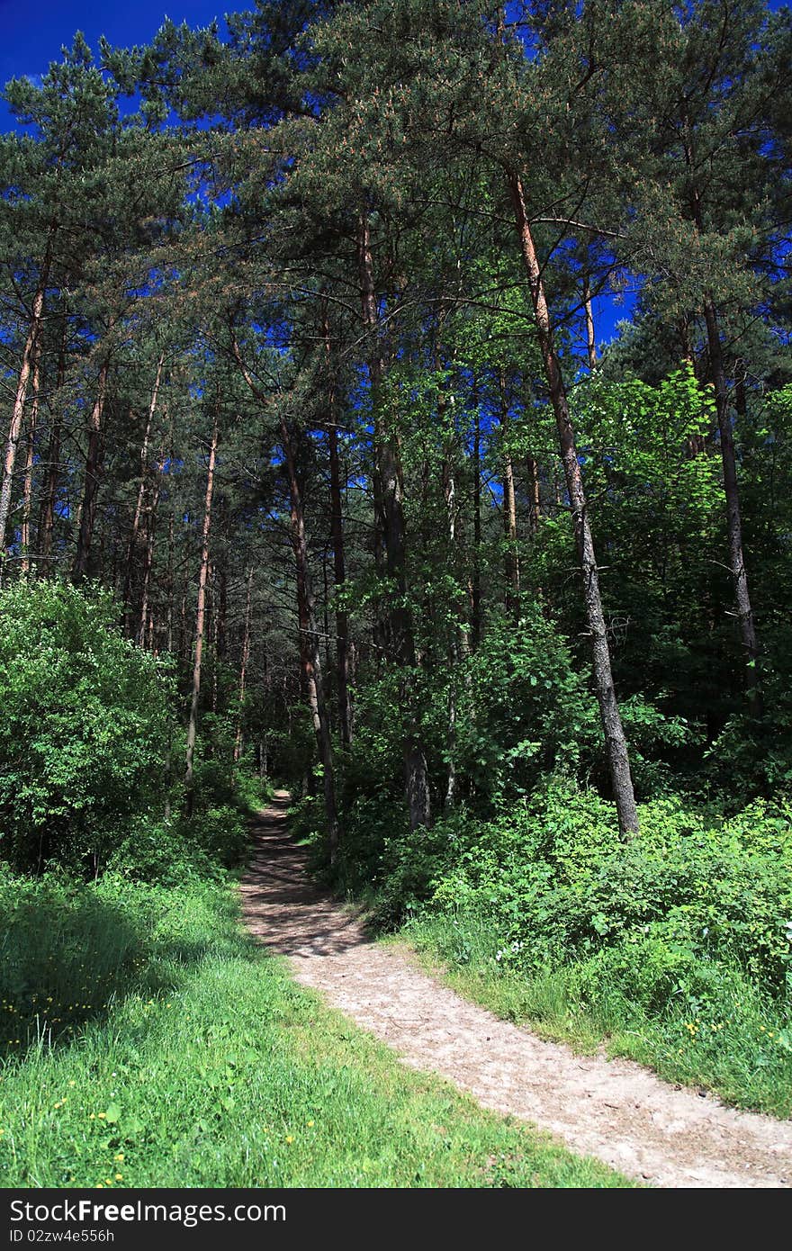 Green forest - Rural road