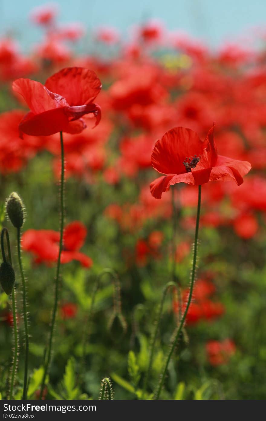 Summer landscape with wheat field and poppies flowers