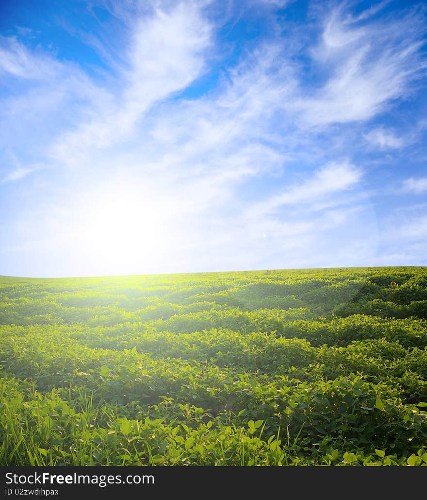 Green meadow under blue sky with clouds. Green meadow under blue sky with clouds