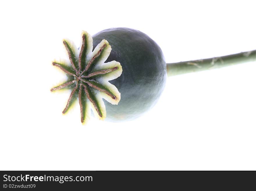 Green poppy head isolated on white