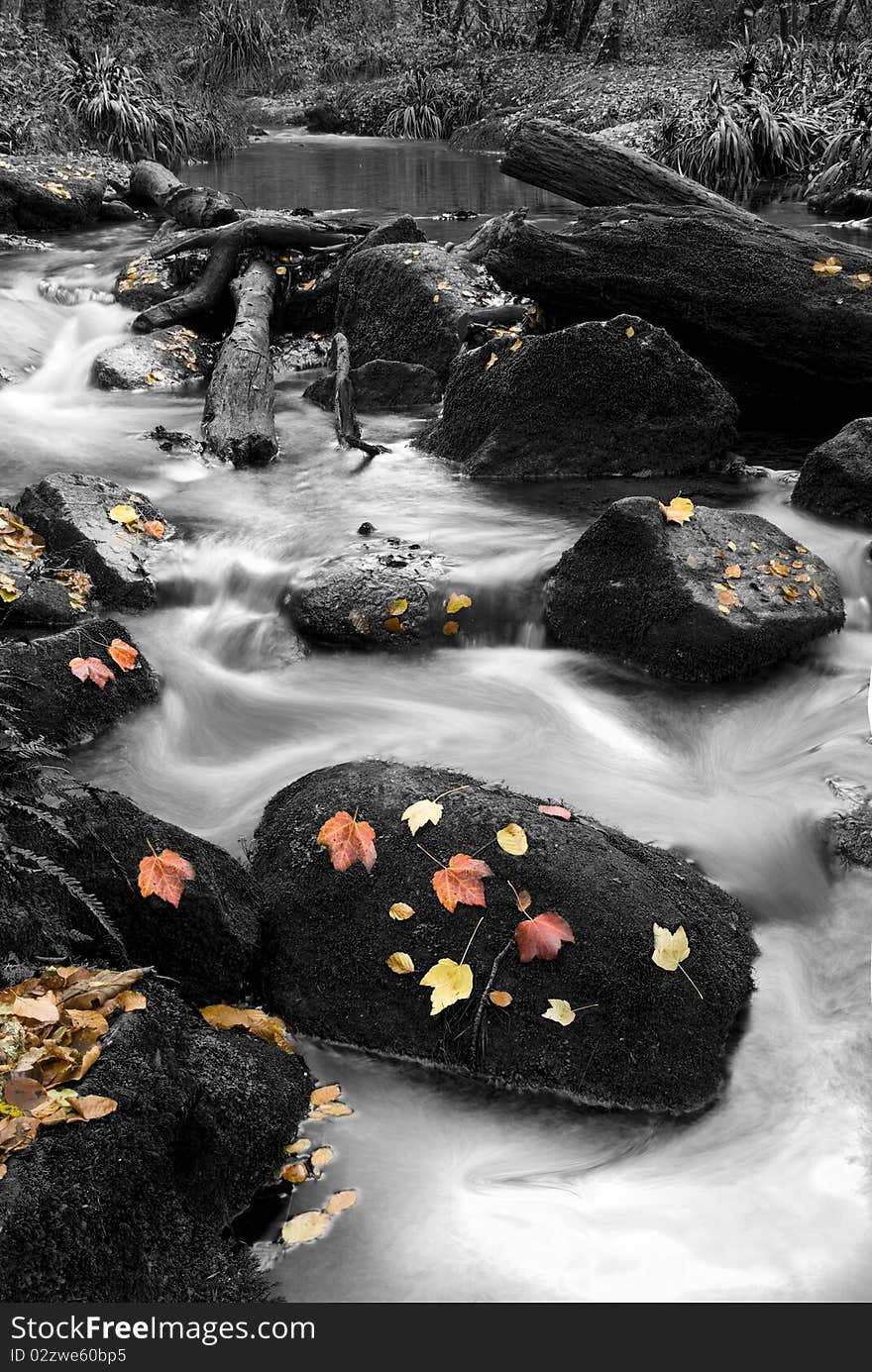 Autumn river in monochrome with coloured leaves