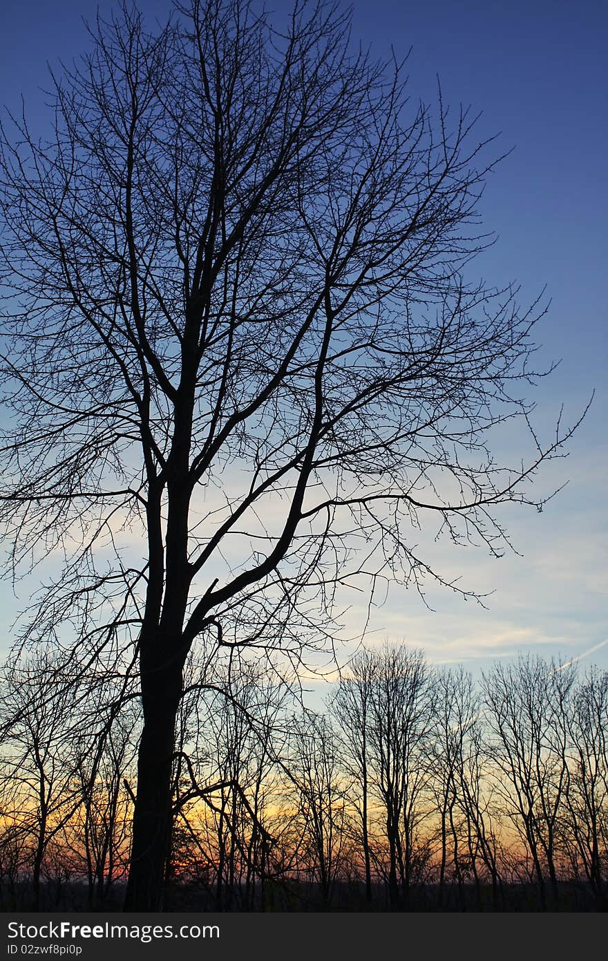 Silhouette of a tree with the sun behind the tree. Silhouette of a tree with the sun behind the tree