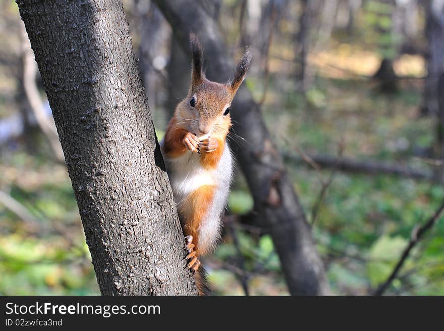 Red squirrel.