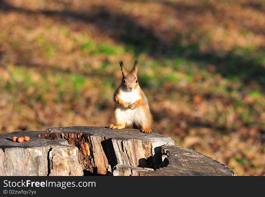 Red squirrel.