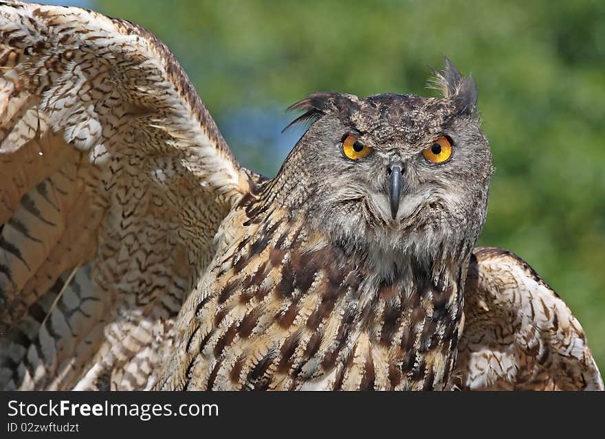 European Eagle looking in to the lens. European Eagle looking in to the lens