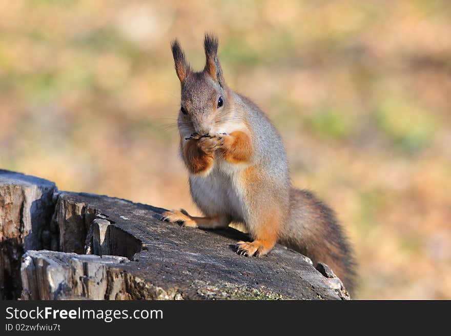 Red Squirrel.