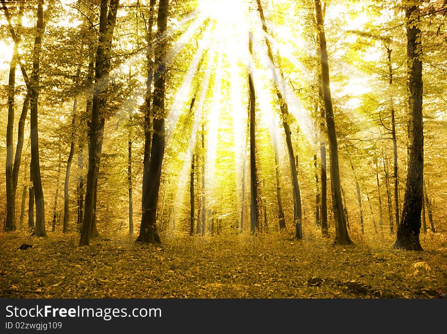 Fairytale forest sunlight and shadows