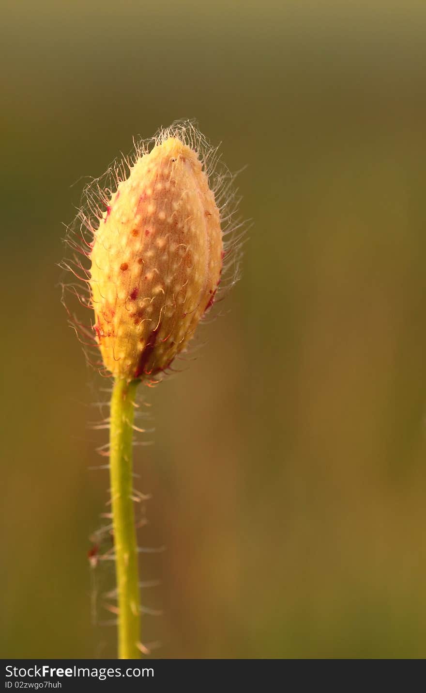 Wild poppy