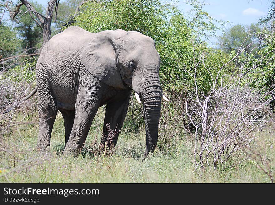 An elephant standing in the veld