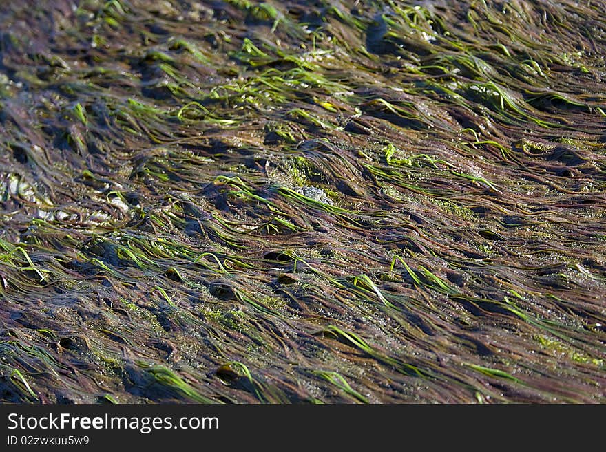 Sea weed