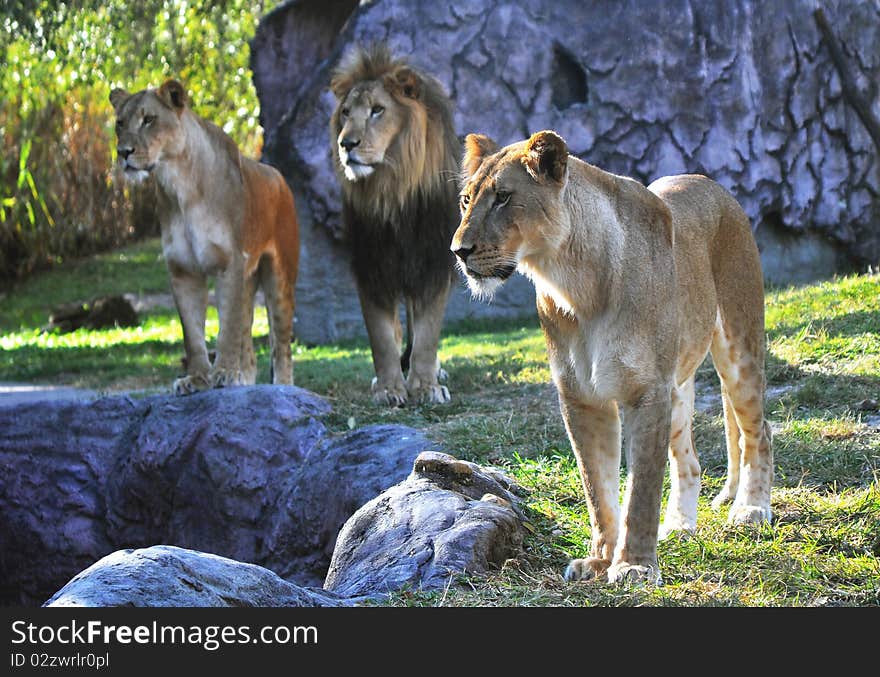 Hungry Lions At A Park