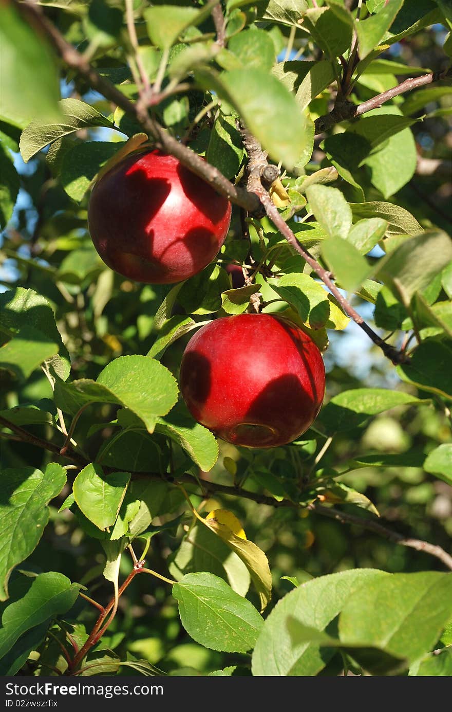 Red apples on a branch of tree