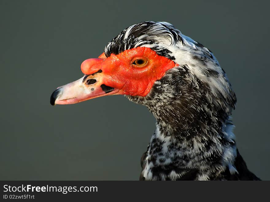 A closeup of a male muscovy duck