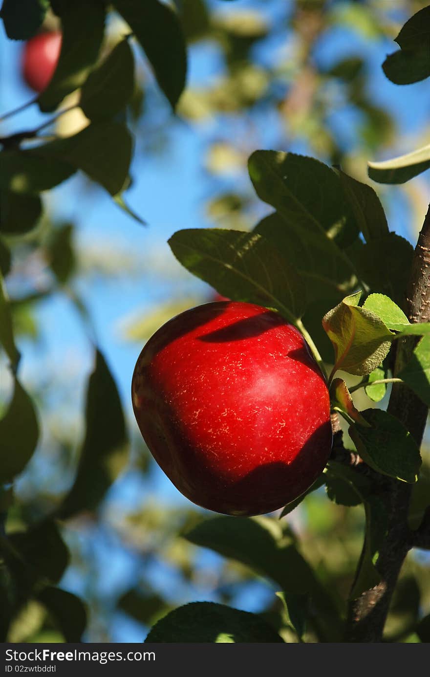 One red apples on a branch of tree