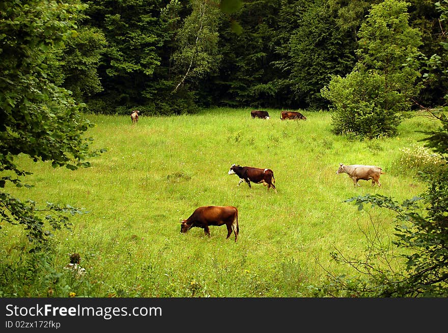 A herd of cows grazing on a lush green meadow surrounded by trees. A herd of cows grazing on a lush green meadow surrounded by trees