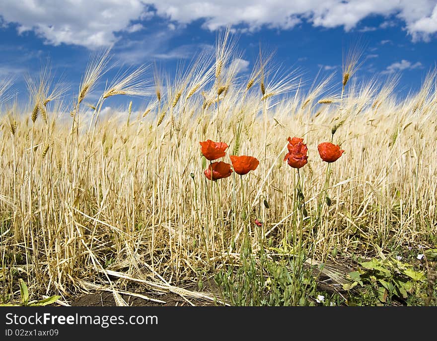 Poppys on the wheat field