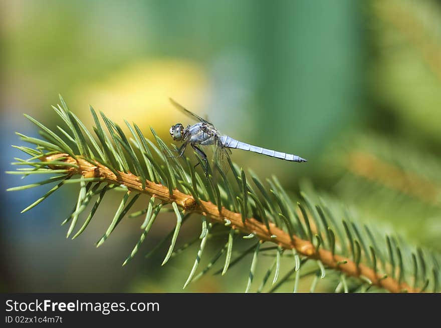 Dragonfly sitting on the branch of a spruce tree. Dragonfly sitting on the branch of a spruce tree