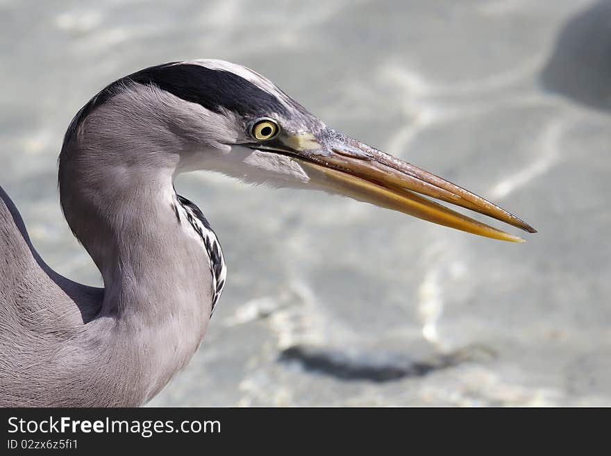 Heron