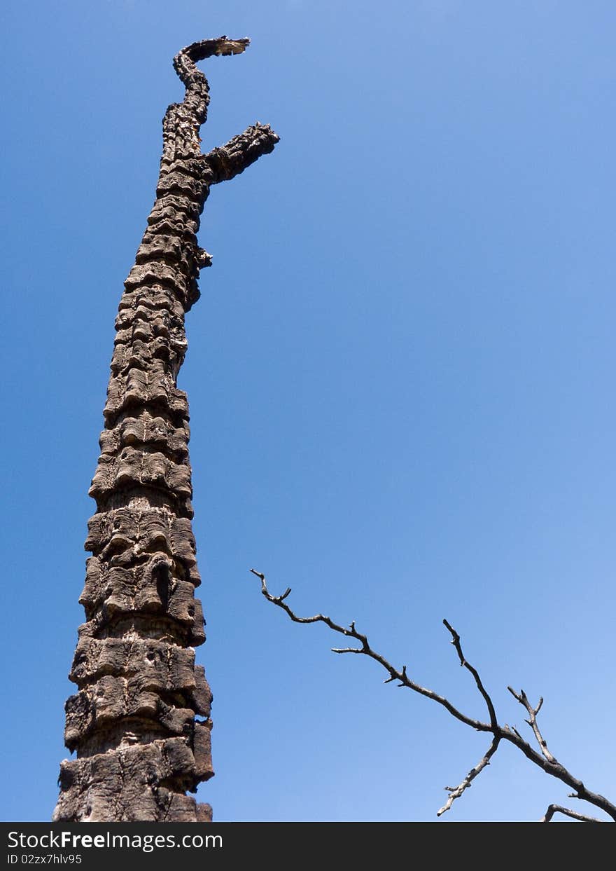 Two branches of a burnt, dried up tree, over a cloudless blue sky. Two branches of a burnt, dried up tree, over a cloudless blue sky