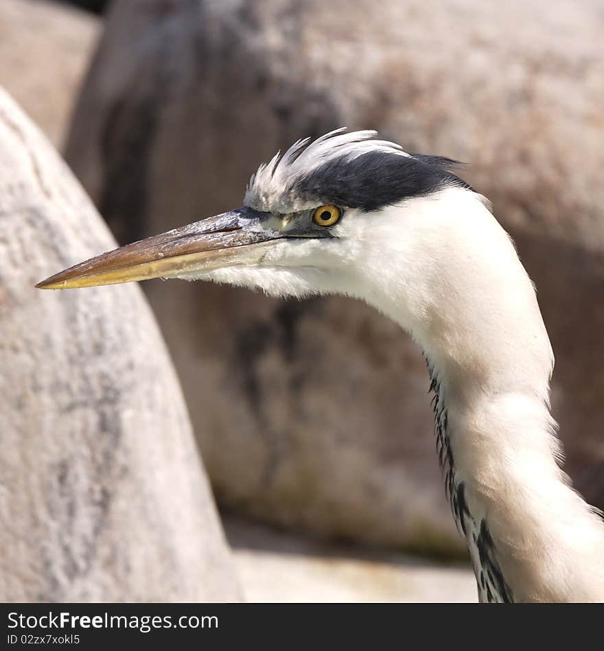 Heron