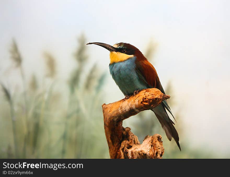 Golden bee-eater is perching on a branch at the zoo. Big beak. Blurred background. Golden bee-eater is perching on a branch at the zoo. Big beak. Blurred background.