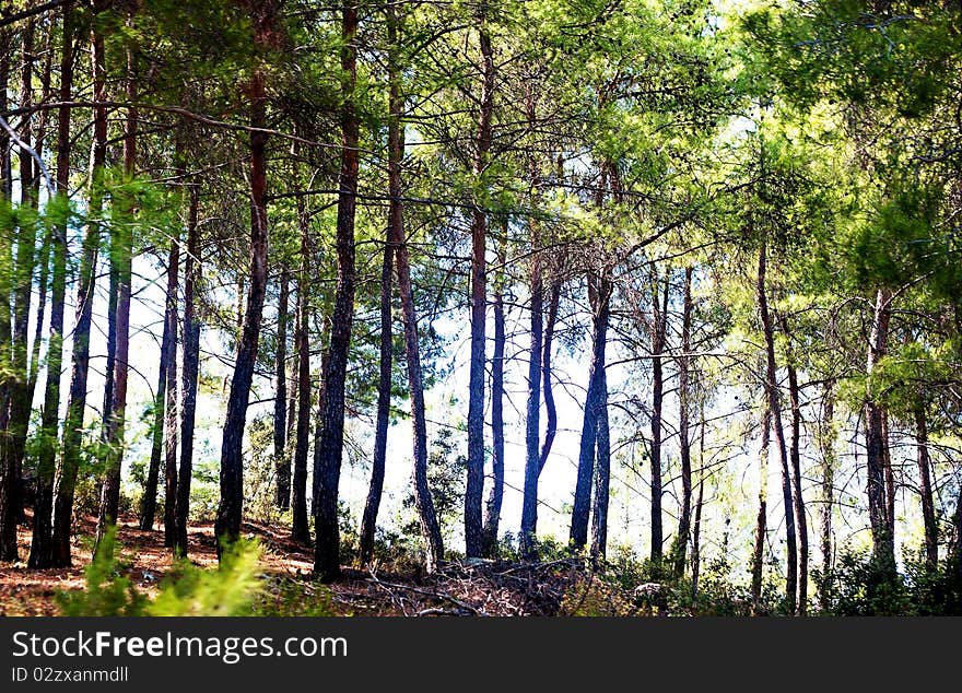 A misty dark green forest