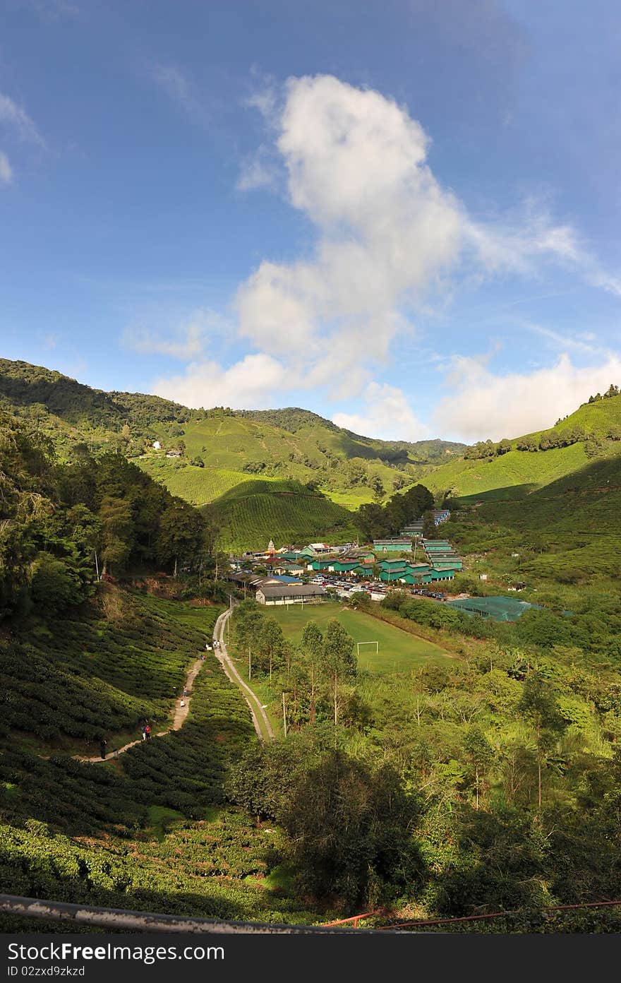 Tea plantation