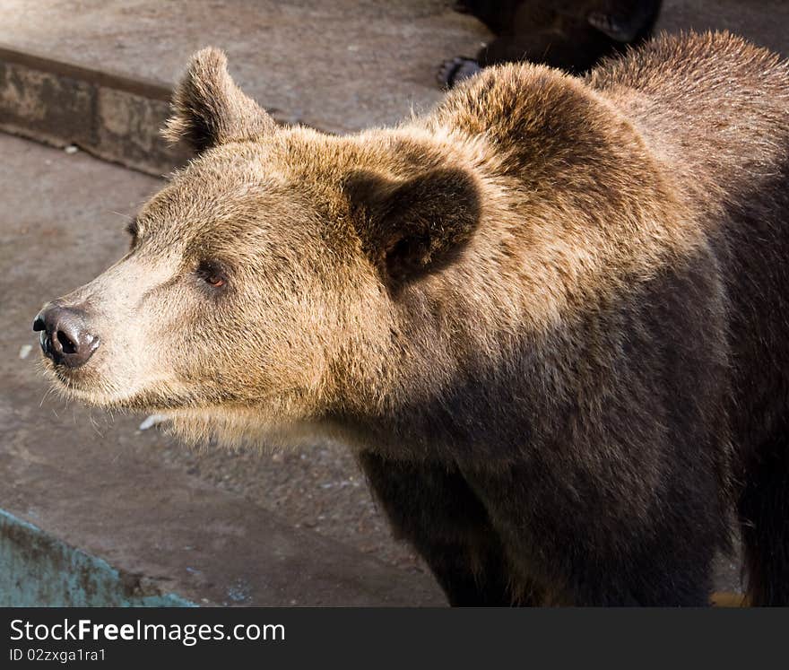 Brown bear