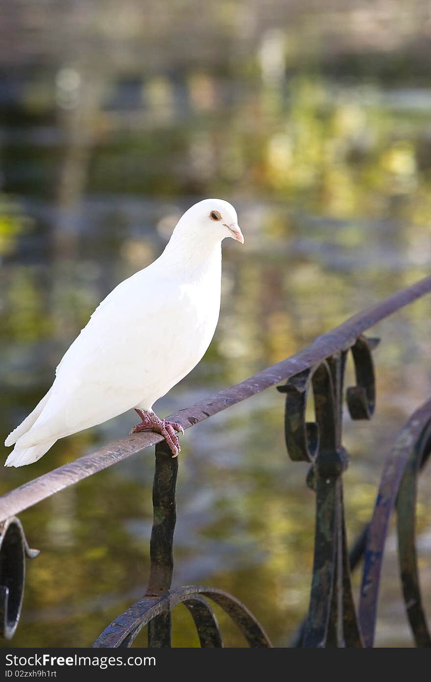 White dove standing on a classic metal railing, at a natural park, in Caldas da Rainha, Silvercoast Portugal, with a lake on the background