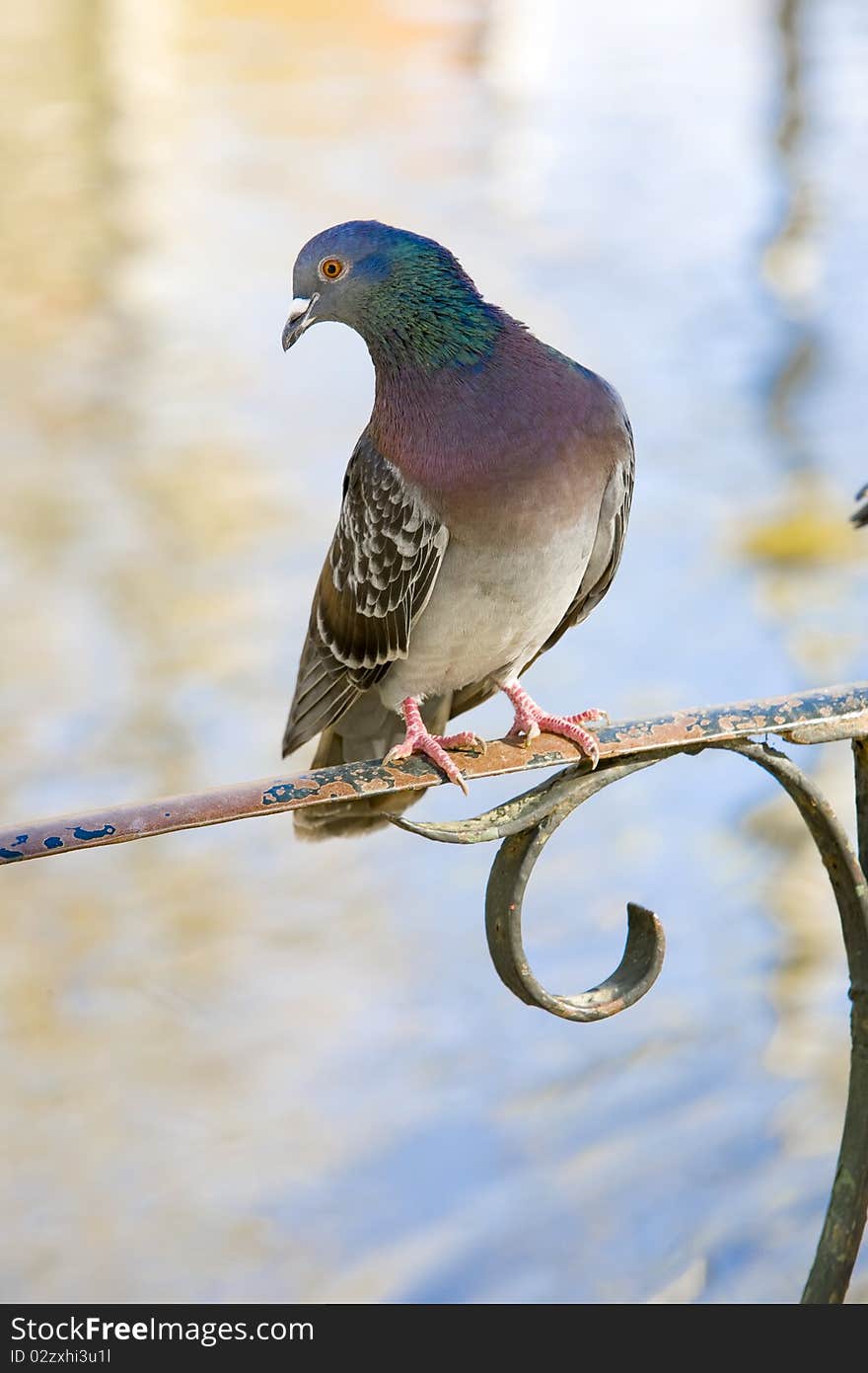 Pigeon Standing On A Classic Metal Railing