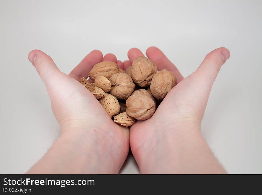 Handful of walnuts. A man's hands holding an assortment of walnuts.