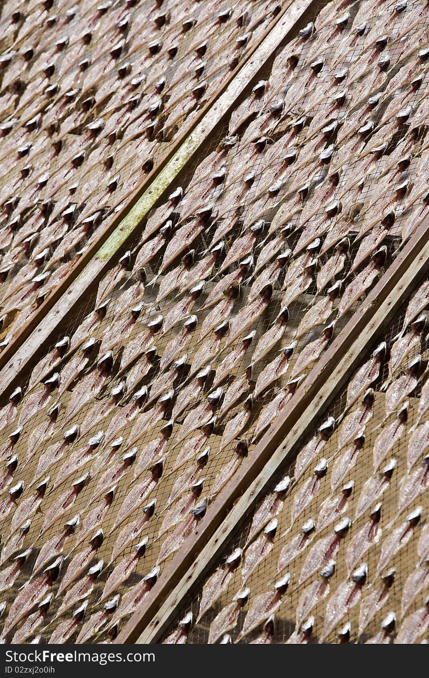 Fish drying stand - Atlantic horse mackerel (Trachurus trachurus), at the typical beach of Nazare, in silver coast, Portugal. Fish drying stand - Atlantic horse mackerel (Trachurus trachurus), at the typical beach of Nazare, in silver coast, Portugal