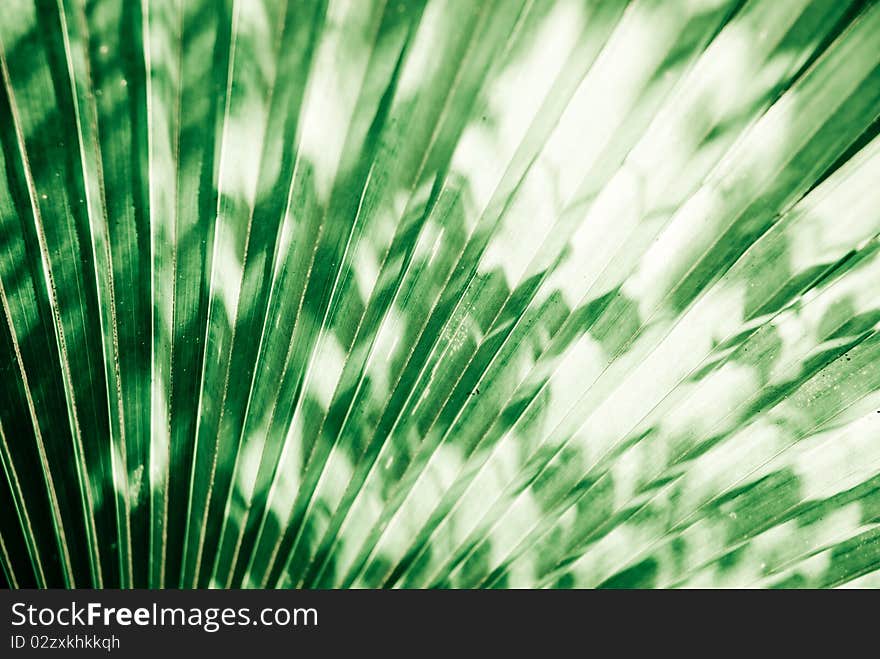 Sunlight shadow on palm leaf