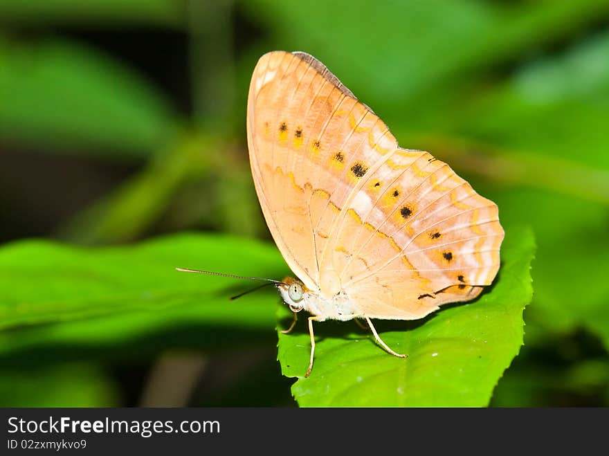 Butterfly in Pang Si-Da National Park