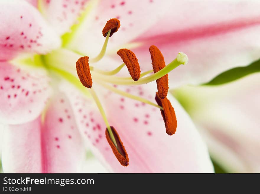 Pink lily in close-up. Pink lily in close-up