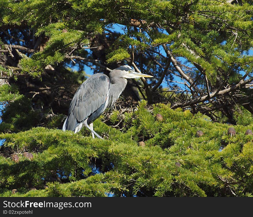 Great Blue Heron (Ardea herodias) perched in the tree branches