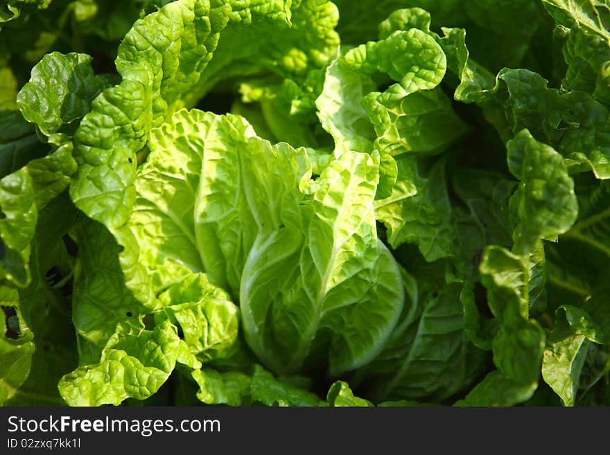 Cabbage field