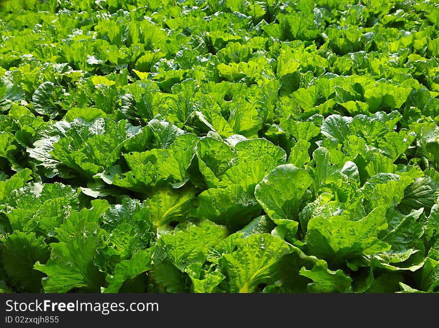 An organic vegetable garden in a rural setting. An organic vegetable garden in a rural setting