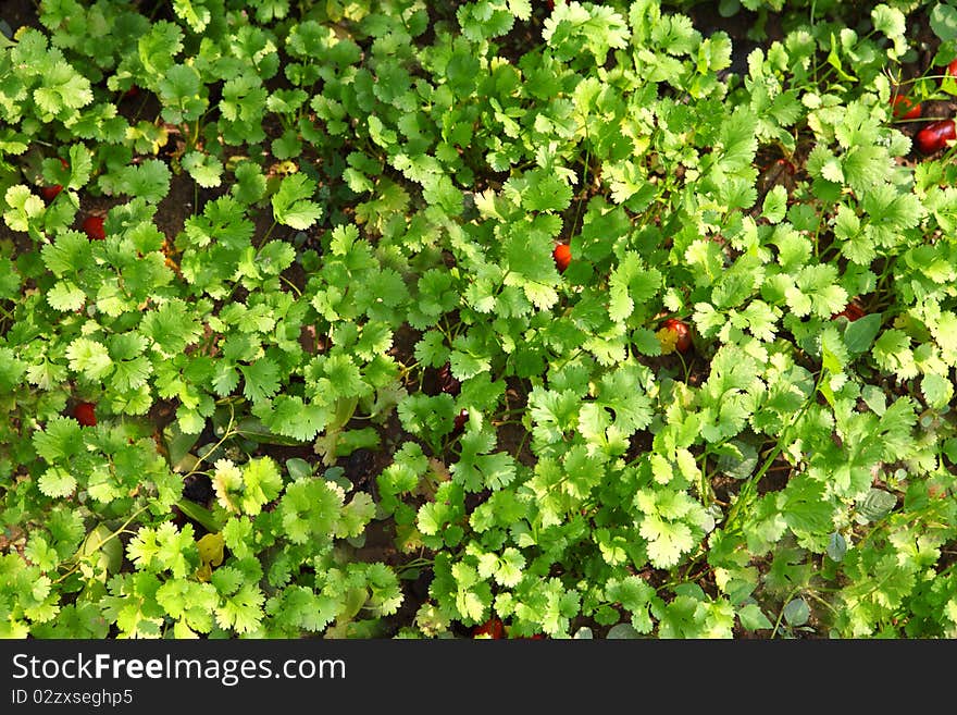 Coriander or Cilantro (herb) tied in a bunch with twine, isolated on white. Coriander or Cilantro (herb) tied in a bunch with twine, isolated on white