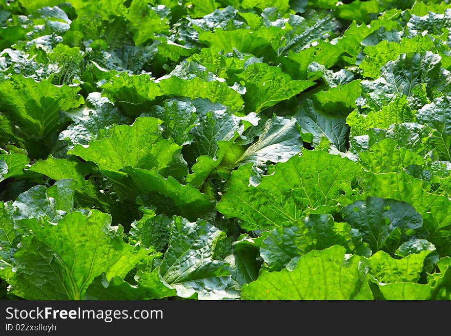 An organic vegetable garden in a rural setting. An organic vegetable garden in a rural setting