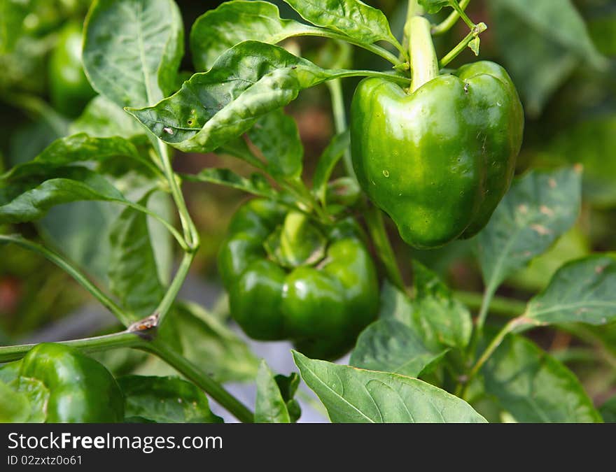 Green Pepper