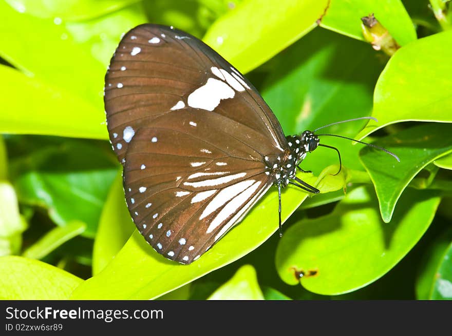 Butterfly in Pang Si-Da National Park