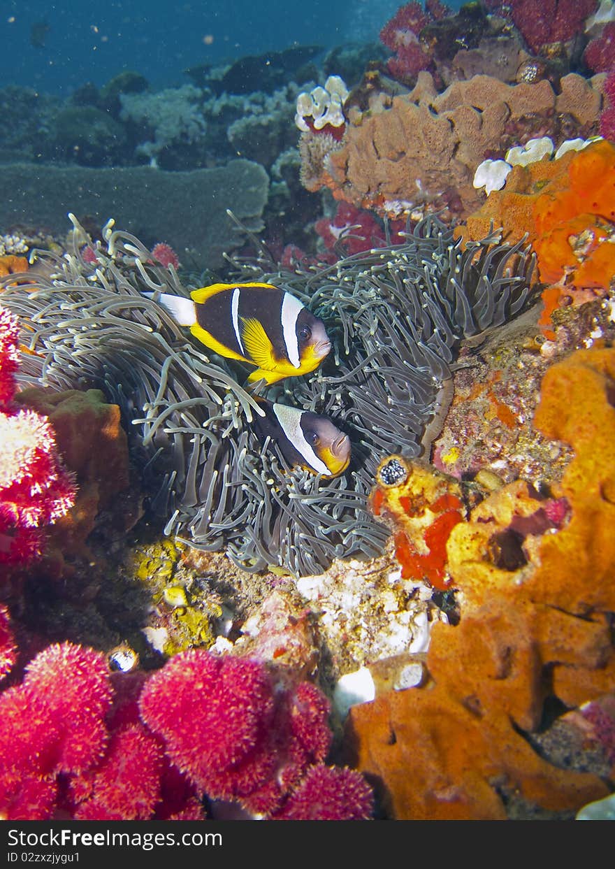 Two Twobar / Twoband Anemone Fish / Damsel Fish / Clownfish swimming close to their anemone. Two Twobar / Twoband Anemone Fish / Damsel Fish / Clownfish swimming close to their anemone