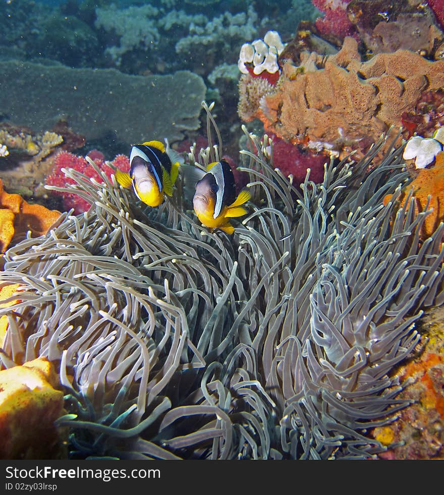 Two Twobar / Twoband Anemone Fish / Damsel Fish / Clownfish swimming close to their anemone. Two Twobar / Twoband Anemone Fish / Damsel Fish / Clownfish swimming close to their anemone