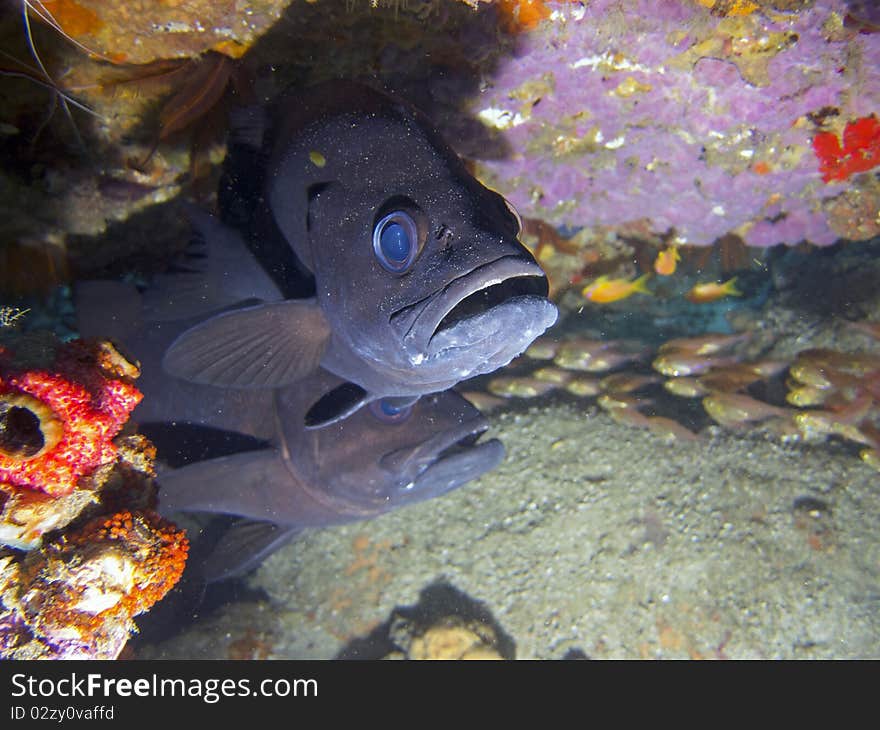 Two cave bass hiding under a coral ledge. Two cave bass hiding under a coral ledge