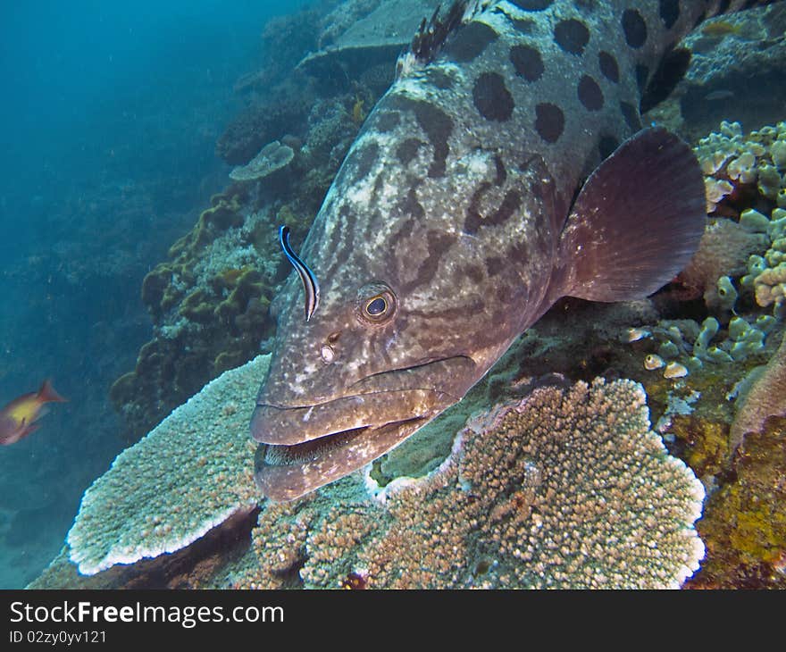 A potato bass being cleaned by a blue striped cleaner wrasse, while hovering over a plate coral