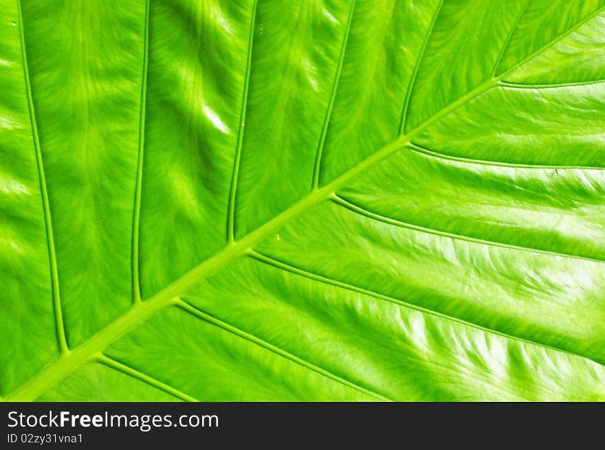 The close up texture of yellow green taro leaf