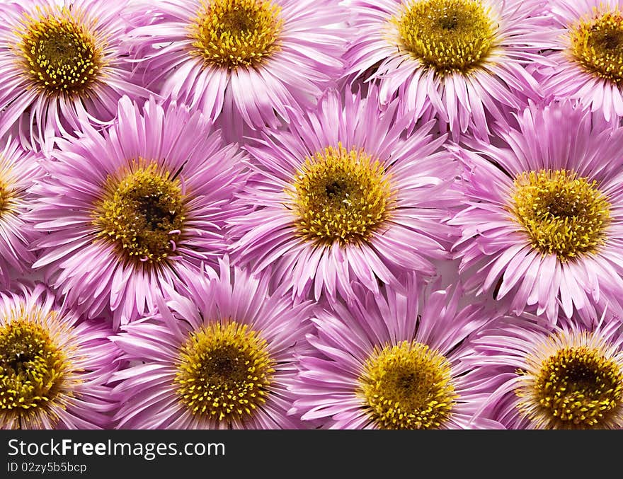 Natural pattern from pink daisies. Flower background.