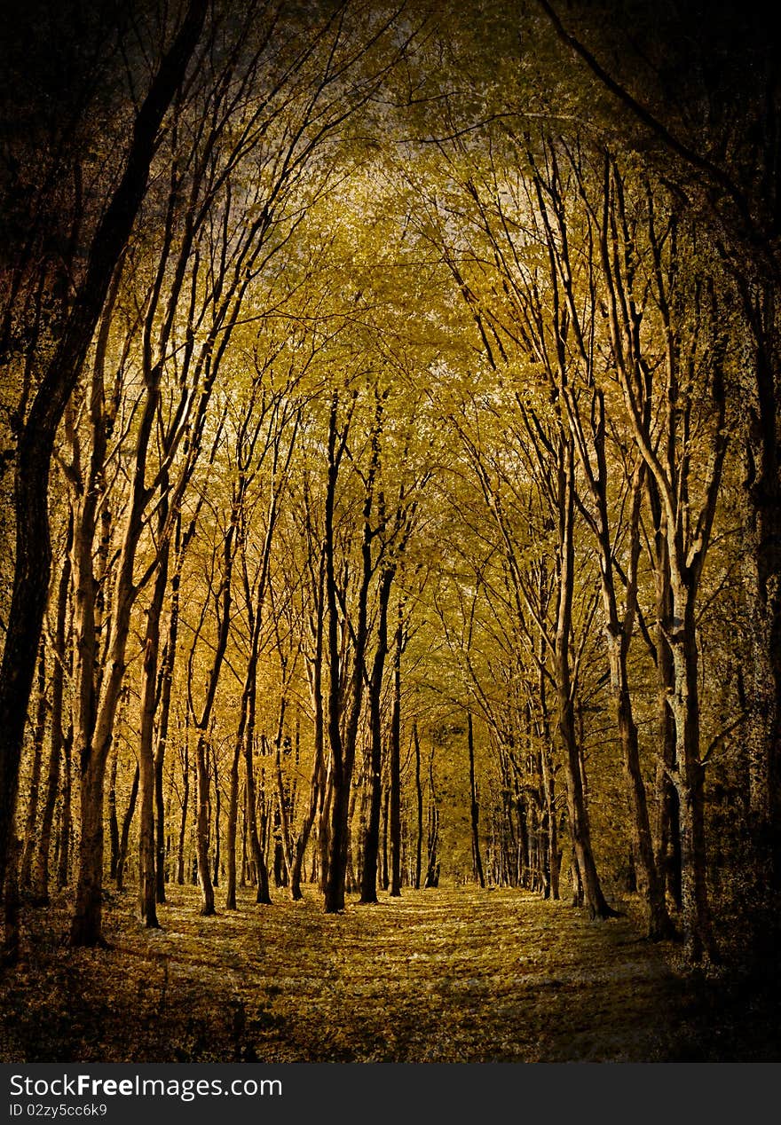 Yellow valley among beeches trees. Autumn forest path grunge photo