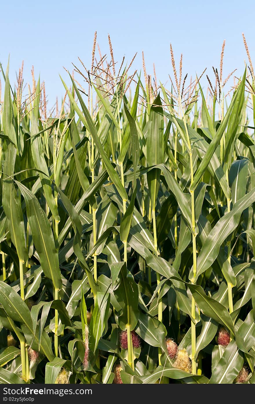 Stalks of Corn Growing in a Field